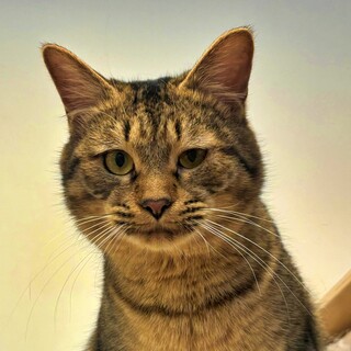 猫が大好きで甘えん坊さんのキジトラ♡『こまくん』