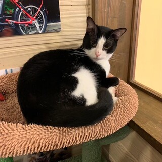 綺麗なハチワレ　食いしん坊なでんすけ！