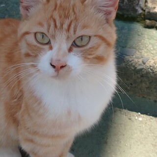 愛嬌がある猫です