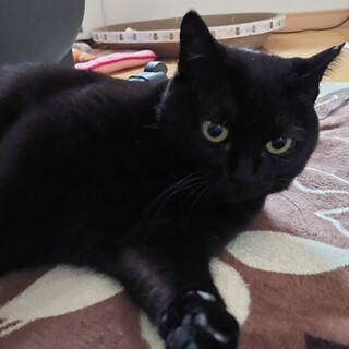 バンザイが得意な黒猫さんです