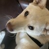 の写真