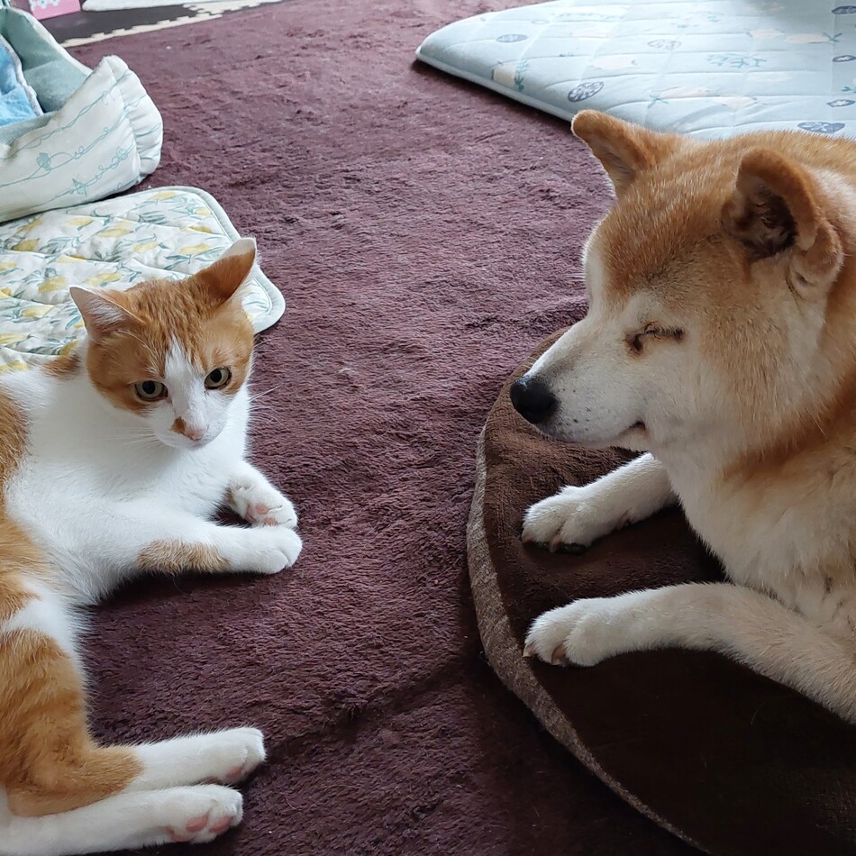 鉄のカバー写真