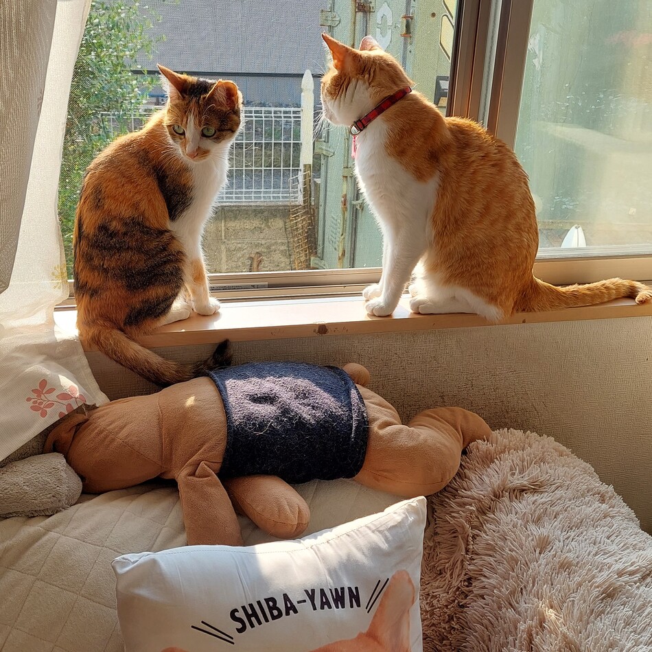 ちゃーのカバー写真