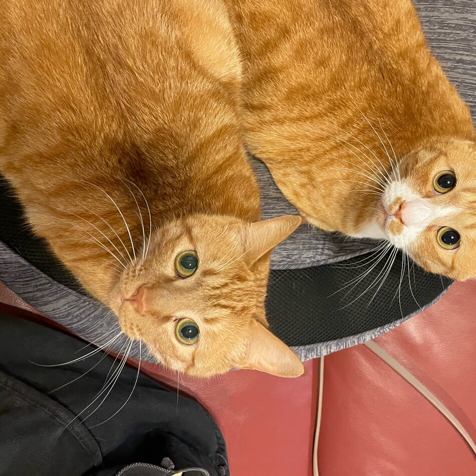 たわらのカバー写真