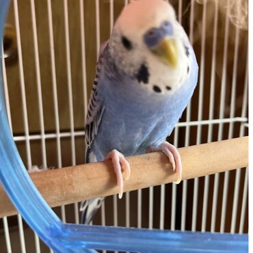 泣かないでね飼い主さん僕は側にいるよ！って頬にきてくれます