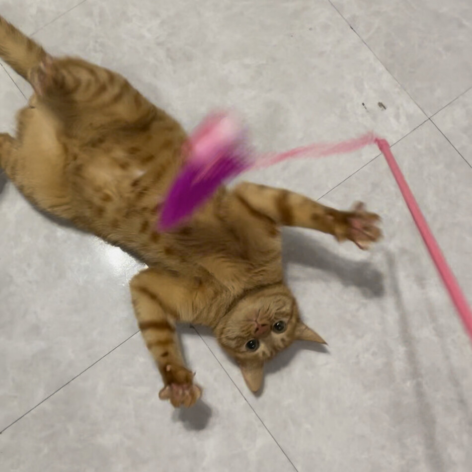 ぽてちのカバー写真