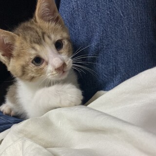 オレンジ色の2ヶ月の子猫ちゃん♡