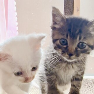 人懐こくて元気な黒トラの子猫ちゃん③