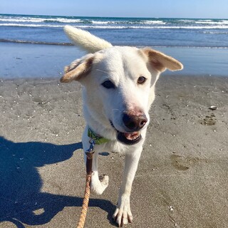 人が大好き！『シュガー（♂）』4歳　てんかん持ち