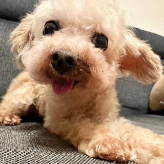 愛嬌たっぷりの極小トイプードル　よう君