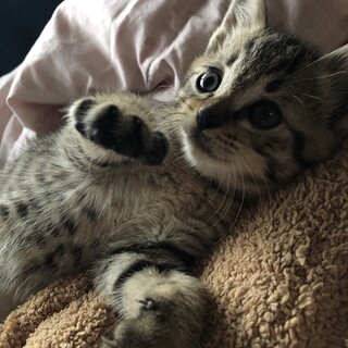 家族になってください