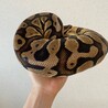 ボールパイソン（エンチ） サムネイル2