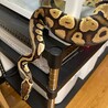 ボールパイソン（エンチ） サムネイル3