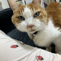 しろ太