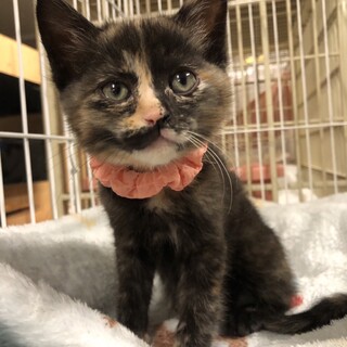 生後約2ヶ月サビ猫3姉妹、油(ゆう)ちゃんです