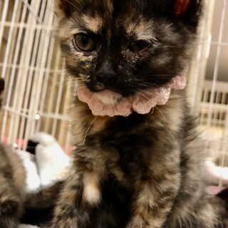 生後約2ヶ月サビ猫3姉妹、淋(りん)ちゃんです
