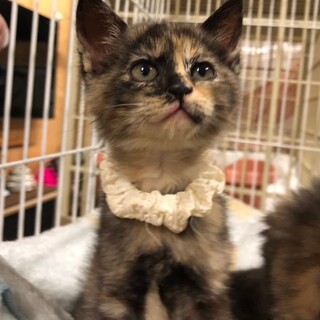 生後約2ヶ月サビ猫3姉妹、ちぃーちゃんです