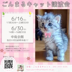 ごんまるキャット猫の譲渡会