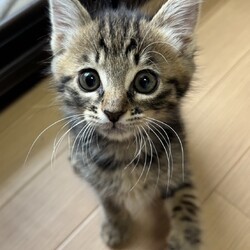 ごんまるキャット猫の譲渡会 サムネイル2