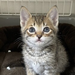 ごんまるキャット猫の譲渡会 サムネイル3