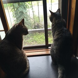 姫＆殿、ニャルソック隊員から甘えん坊に変身