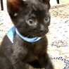 かわいい黒猫ラルくん里親さん募集です。 サムネイル2