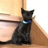かわいい黒猫ラルくん里親さん募集です。 サムネイル3