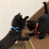 かわいい黒猫ラルくん里親さん募集です。 サムネイル4