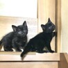 かわいい黒猫ラルくん里親さん募集です。 サムネイル5