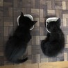 かわいい黒猫ラルくん里親さん募集です。 サムネイル6