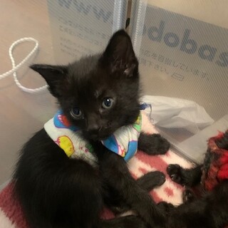 人懐こい鍵しっぽの黒猫 とき君