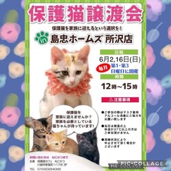 6月2日（日）島忠ホームズ所沢店譲渡会！