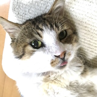 怪我から復活お腹いくらなでてもOK疲れを忘れます