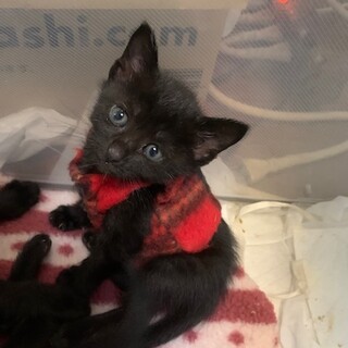 可愛い人懐こい黒猫　お転婆つばさちゃん