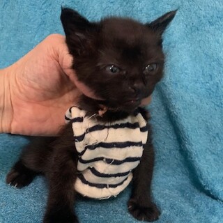 可愛い人懐こいゴロスリ黒猫 つるぎくん