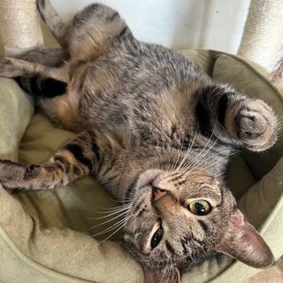 タヌタヌはもっとたくさん遊んで欲しいよぉ！