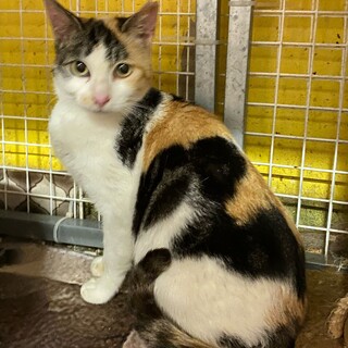 三毛猫の女の子　ティターニア