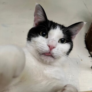 ご近所トラブルで殺処分されそうになった！りかばん