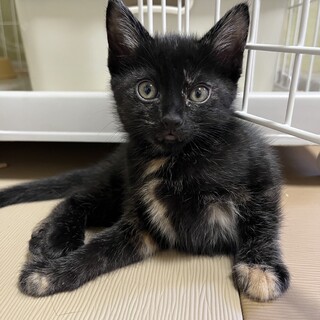 2ヶ月　サビ　女の子