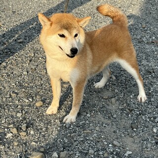 4歳のとても可愛いく優しい女の子