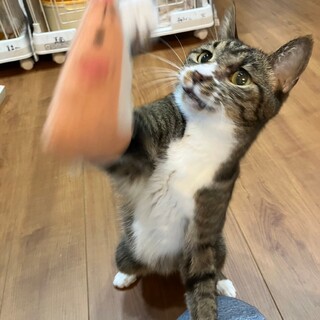 遠くから熱い視線☆ソックス柄が可愛い、キキぴょん