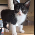 ハチワレ　子猫3ヶ月♀