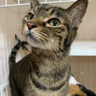 モデル級スタイル！ポーズもキマッてる☆マメぴょん