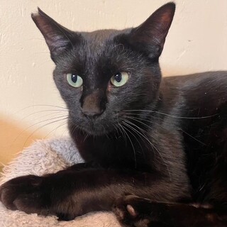 真っ黒ツヤツヤ　ツンデレ男子マーベルくん