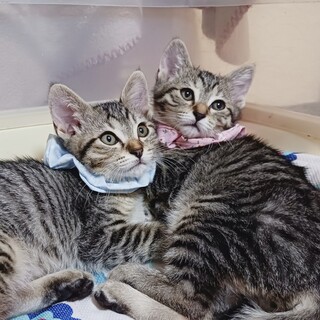 そっくり双子のキジトラ兄妹★カギしっぽ！