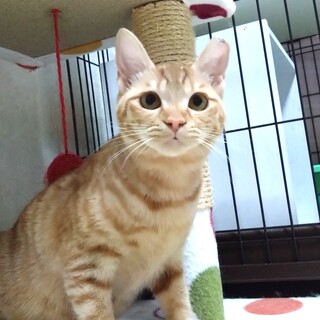 生後半年の女の子甘えたでおとなしいこなつちゃん