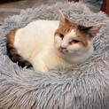 【被災地より】のんびりおっとり能登ミミちゃん