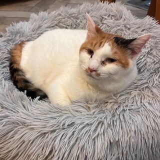 【被災地より】のんびりおっとり能登ミミちゃん