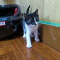 生後2ヶ月の保護子猫