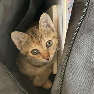 生後1ヶ月ほどのキジ猫のおんなのこです